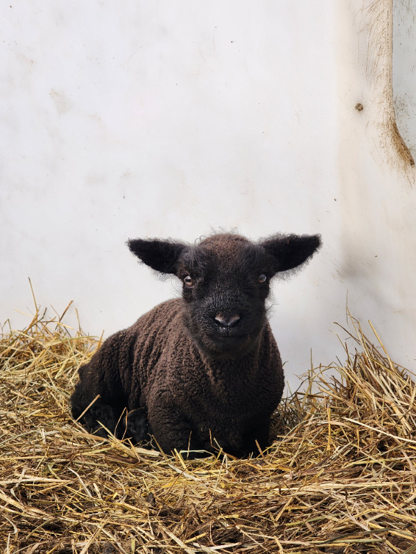Reg Olde English Babydoll Lambs in Livestock in Chilliwack - Image 2
