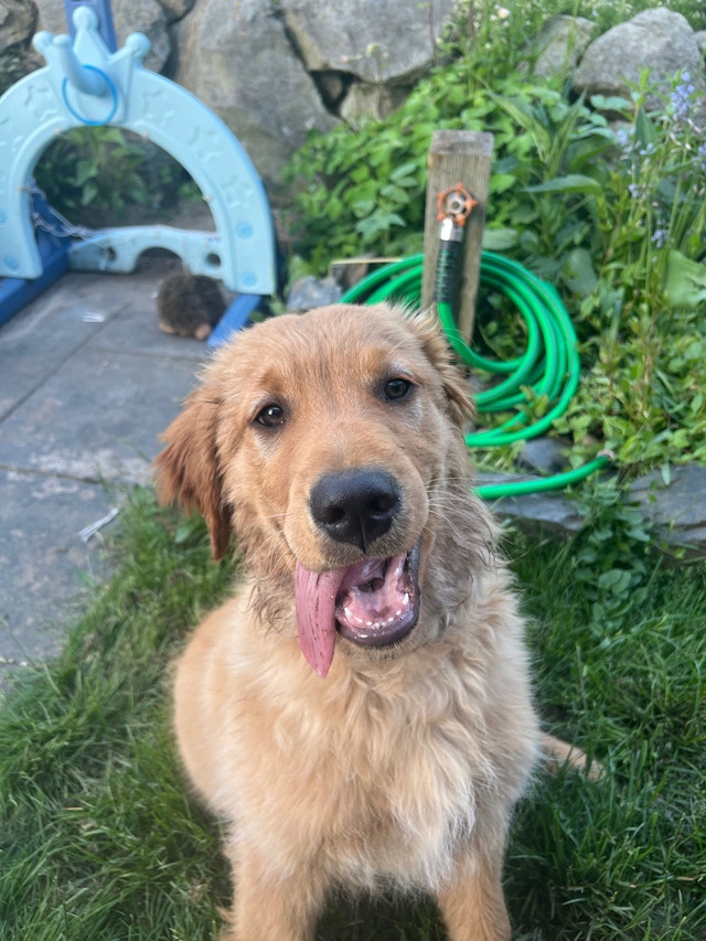 Golden Retriever Puppy for rehoming Dogs & Puppies for Rehoming