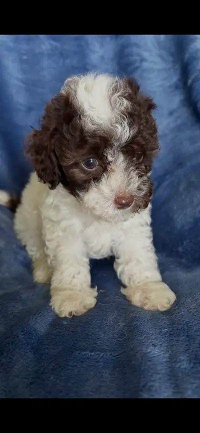 tiny purebred toy poodles, View more
