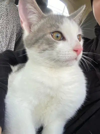 kittens for sale, View more