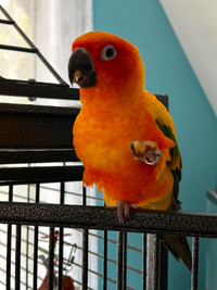 Sun conure and Jenday conure - looking for good home