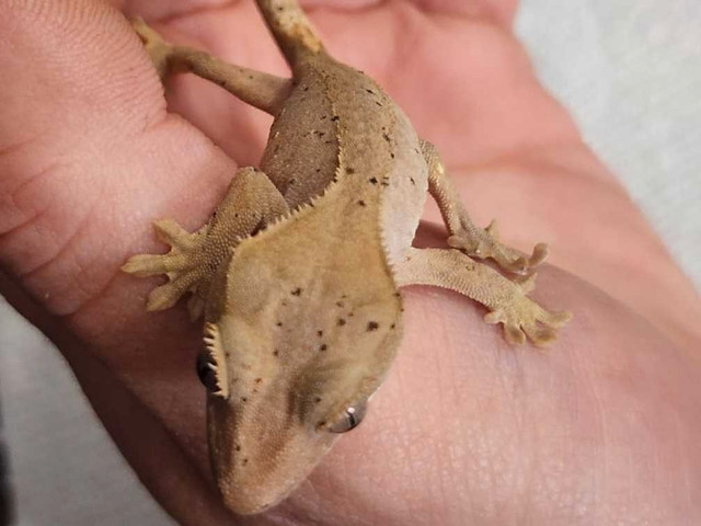 Red dalmation crested gecko in Reptiles & Amphibians for Rehoming in Delta/Surrey/Langley - Image 4