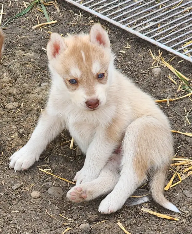 Siberian Husky Puppies. Two girls still available. in Dogs & Puppies for Rehoming in Edmonton - Image 3