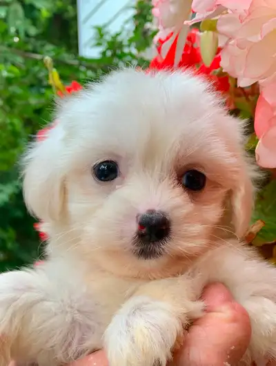 Morkiepoo Puppies, View more