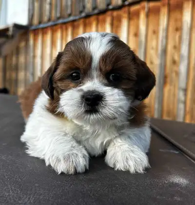 Groomer-Raised Bichon Shih Tzu Puppies (1 F 2M), View more