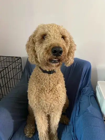 Hello, my name is Janelle. I’m a Rover-approved pet sitter offering drop-in visits, dog walking, and...