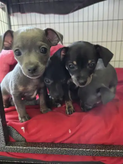 PUPPIES PLEASE READ AD!, View more
