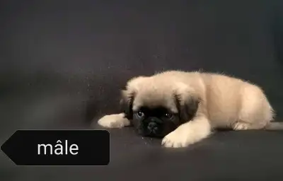 Chiot Pug Carlin 1 mâle poils longs prêt à partir...Ready to go, View more