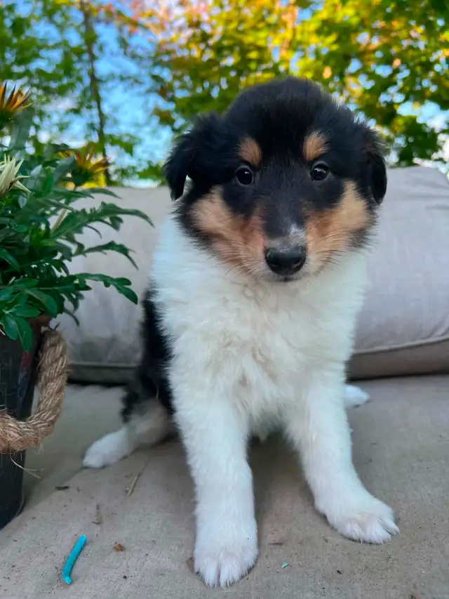Rough Collie puppies in Dogs & Puppies for Rehoming in Barrie - Image 5