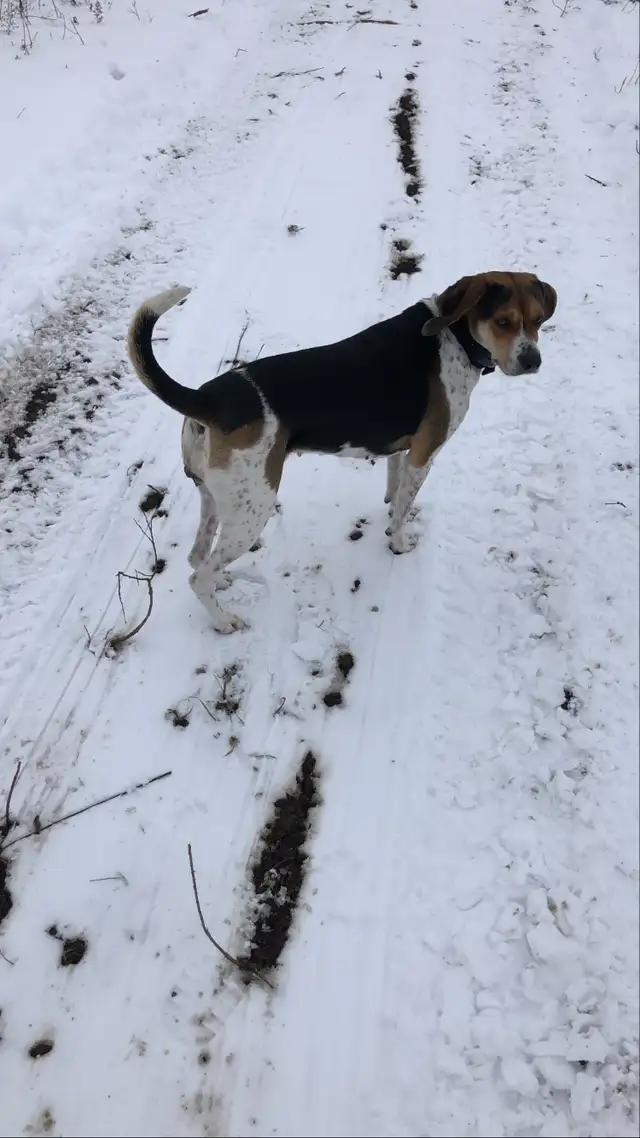 Chiots Beagle x Laïka in Dogs & Puppies for Rehoming in Longueuil / South Shore - Image 10