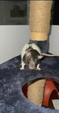 Young female rat needs new home with sisters
