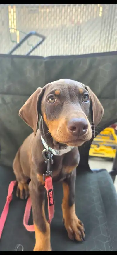 female doberman puppy, View more