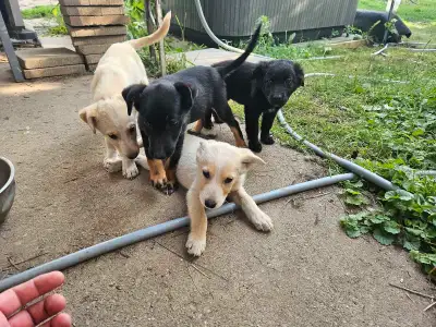 border collie/heeler/Lab puppies , View more