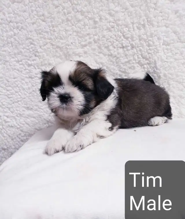 Shih tzu puppies (do not reply to this ad) in Dogs & Puppies for Rehoming in Winnipeg - Image 6