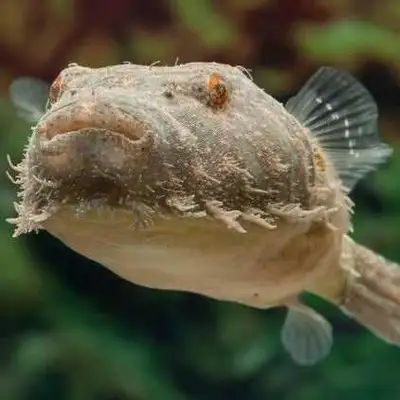 hairy puffer, View more