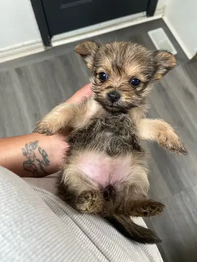 Yorkie Pom (Pomeranian x Yorkshire Terrier), View more