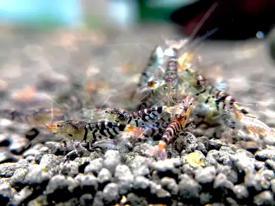 Super Tiger Shrimp - Caridina, View more