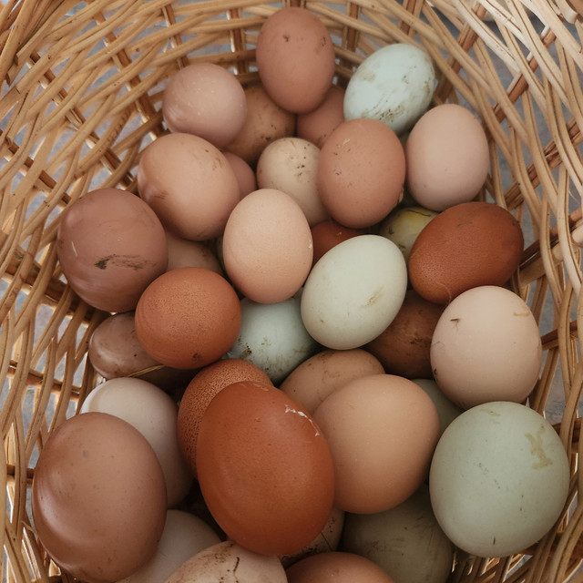 Hatching Eggs in Livestock in Leamington