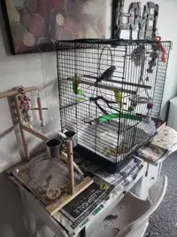 2 budgies and all the accessories (Free to a good home)