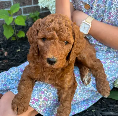 F1BB Red Labradoodle Puppies (super hypoallergenic), View more