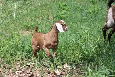Please read full ad. Born April 23, 2025. Currently 7 weeks old, but would prefer to keep on until h...