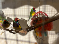 Gouldian Finches 