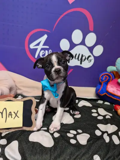 Gorgeous pure black Boston terrier puppies, View more