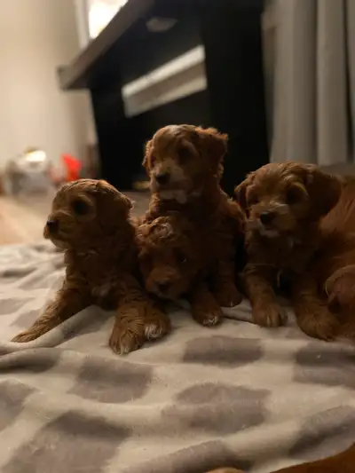 F1B cockapoo puppies (2 Left!), View more