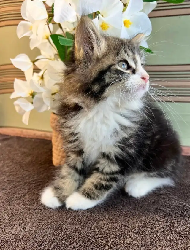 Vetted Maine Coon Girl in Cats & Kittens for Rehoming in Oakville / Halton Region - Image 10