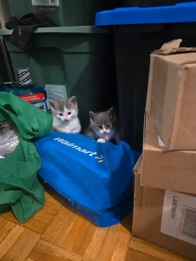 ragdoll cross siberian kittens