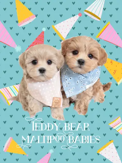 ❤️ TEDDY BEAR ❤️ TOY SIZE MALTIPOO BABIES READY TODAY ❤️, View more