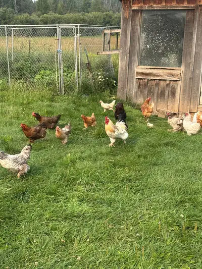 laying hens barnyard mix, View more
