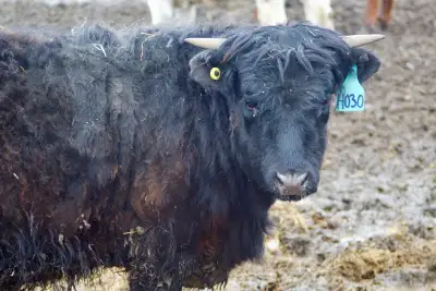 Highlander Heifer , View more