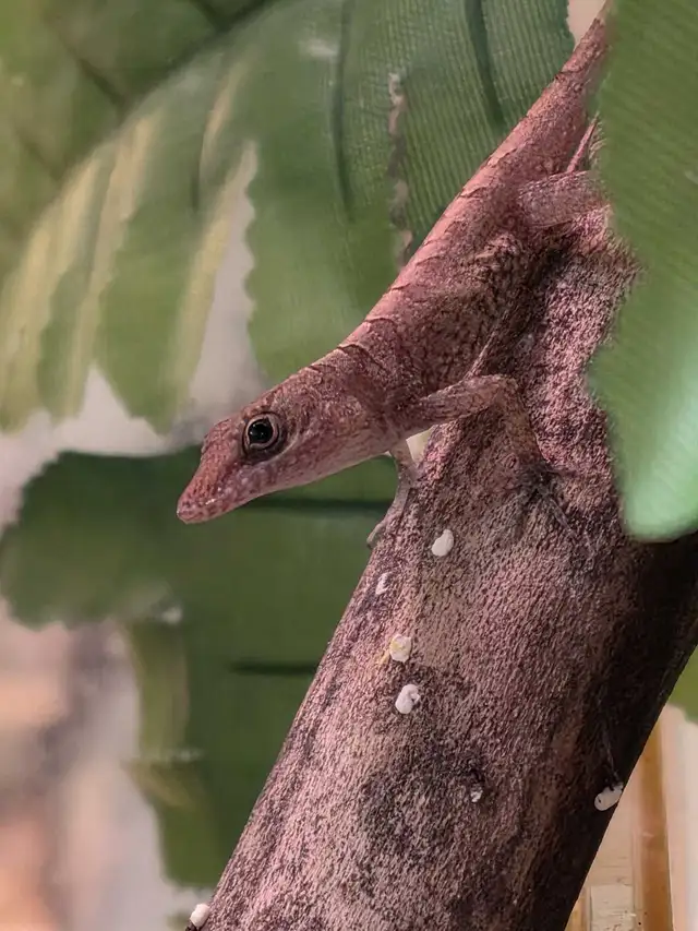 CB Dwarf Blue Eyed Anoles - juvies in Reptiles & Amphibians for Rehoming in Kawartha Lakes - Image 3