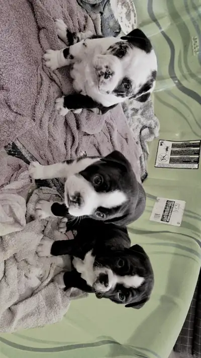 Boston bulldogs, View more