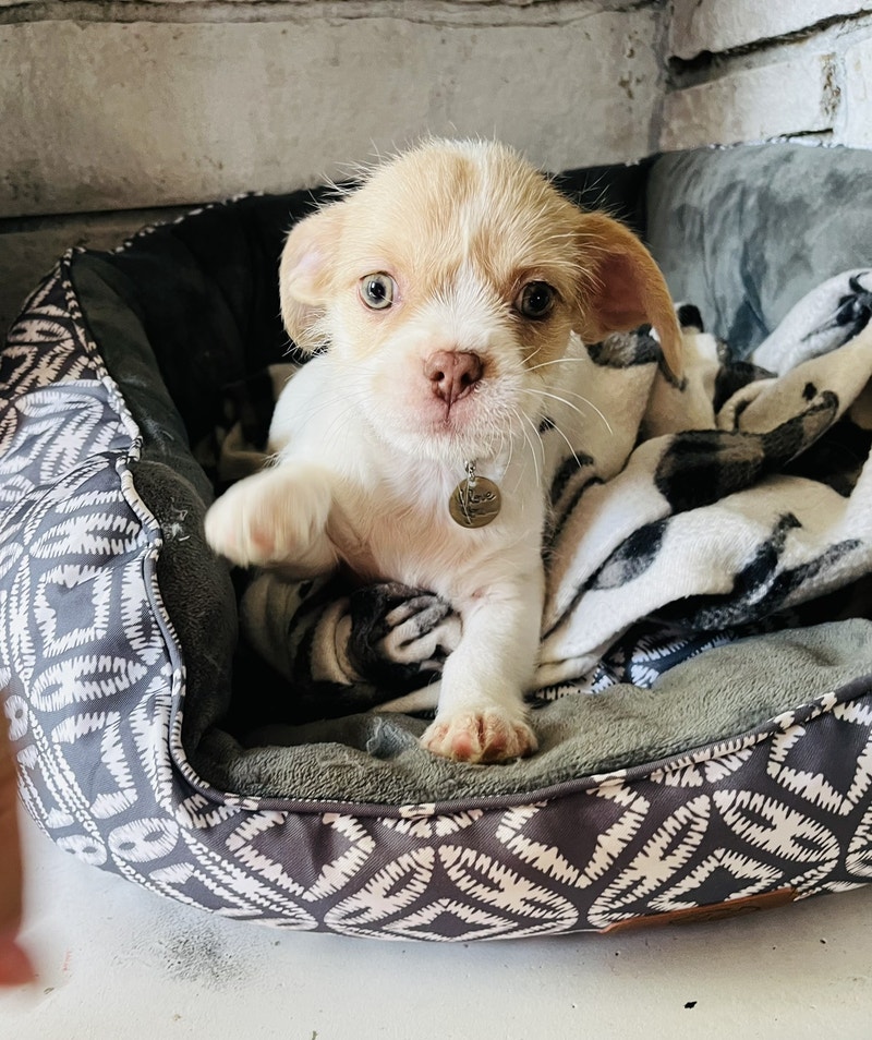 1 left Blue Merle chihuahua/imperial shih tzu Dogs & Puppies for