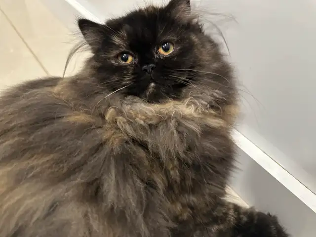 chaton persan femelle in Cats & Kittens for Rehoming in Lévis - Image 3