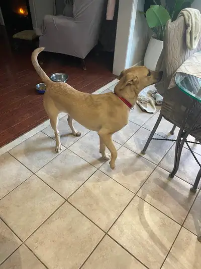 Puppy for sale, View more