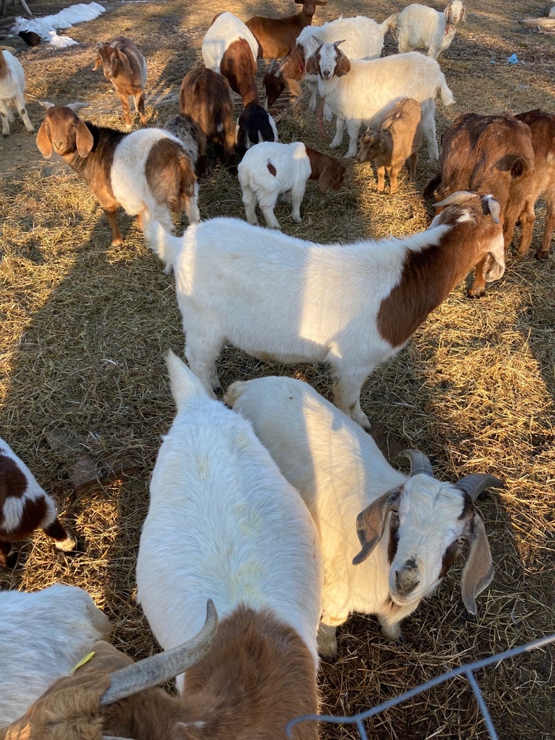 Goats for Sale Livestock Winnipeg Kijiji