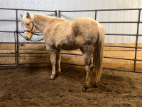 Rising three year old APHA mare