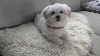 Malchi Puppies, View more