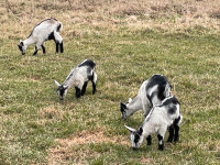 Alpine milking goats