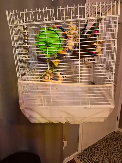 Loved  birds  for sale  ask 80 dollar, View more