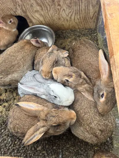 Purebred Contenetial Rabbits, View more