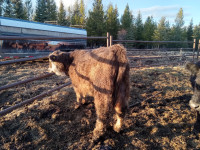 year old bull for sale