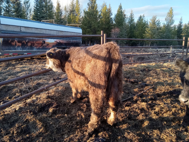 year old bull for sale in Livestock in Burns Lake