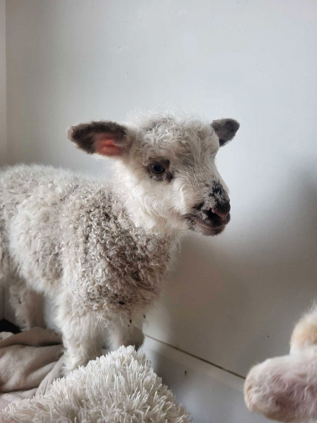 Beautiful baby lambs in Livestock in Chilliwack - Image 3