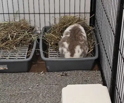  Premium 2025 2nd Cut Mixed Grass Hay – $30/Bag (15+ lbs), View more