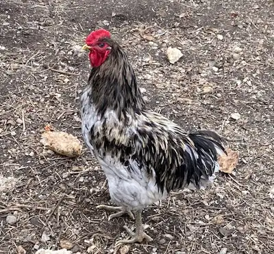 Jersey Giant Hen & Rooster pure NOT crossed, View more