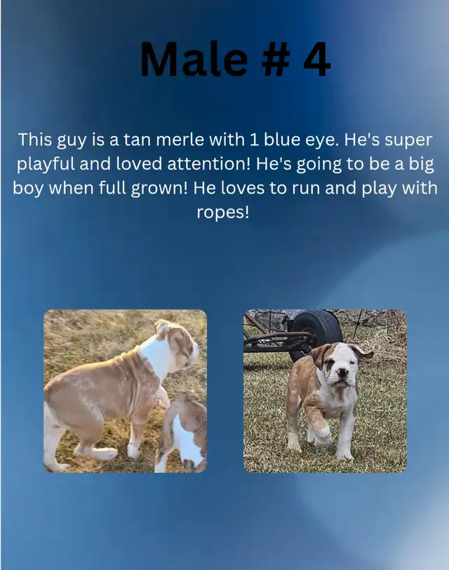 Male valley bulldog puppies in Dogs & Puppies for Rehoming in Winnipeg - Image 3